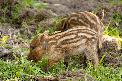 日本国内４大危険生物の対処法まとめ 田舎スイッチ